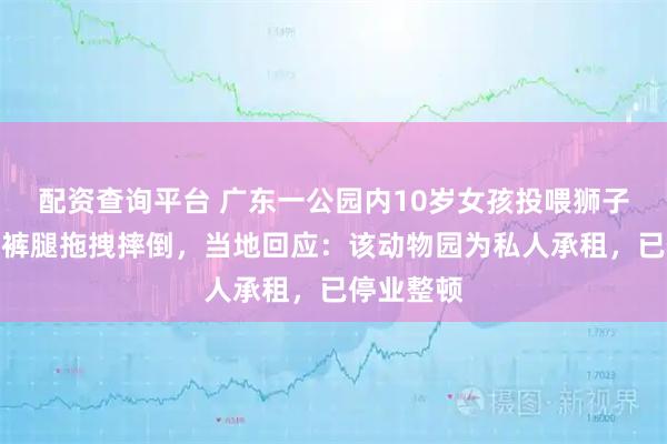配资查询平台 广东一公园内10岁女孩投喂狮子时被抓住裤腿拖拽摔倒，当地回应：该动物园为私人承租，已停业整顿